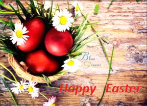 Read more about the article We wish you a happy Joyfull Easter <br>The Blue Greens Familly